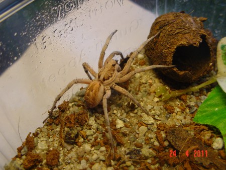 Lycosa praegrandis juvenil