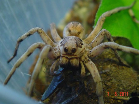 Lycosa praegrandis juv.